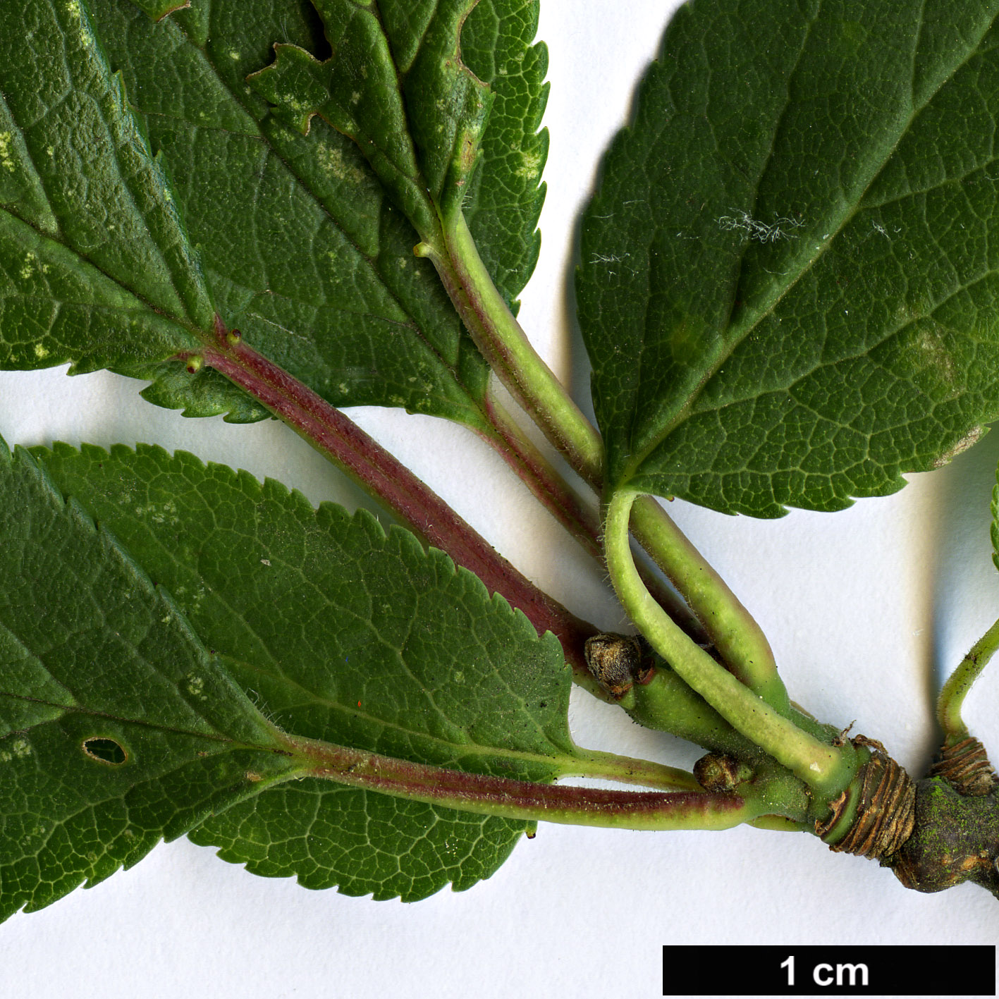 High resolution image: Family: Rosaceae - Genus: Prunus - Taxon: domestica - SpeciesSub: subsp. insititia 'Delma' High resolution image: Family: Rosaceae - Genus: Prunus - Taxon: domestica - SpeciesSub: subsp. insititia 'Delma'